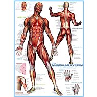 Eurographics Puzzle Muscular System of 1000 pieces - Jigsaw Puzzle