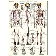 Eurographics Puzzle Skeletal System of 1000 pieces - Jigsaw Puzzle