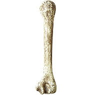 Widmann Bone large decoration 36 cm - Costume Accessory