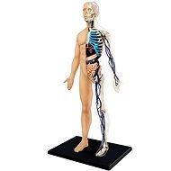 Anatomie des Menschen - Körper - Anatomisches Modell
