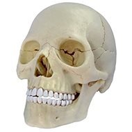 Emberi anatómia - koponya - Anatómiai modell