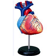 Emberi anatómia - szív - Anatómiai modell