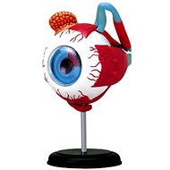 Menschliche Anatomie - Auge - Anatomisches Modell
