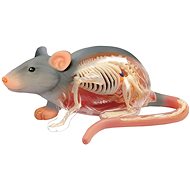 4D Rat - Anatomy Model