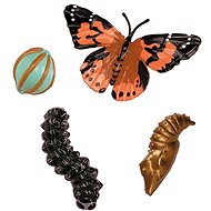 Insect Lore Life Cycle - Butterfly - Educational Set