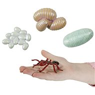 Insect Lore Life Cycle - Ant - Educational Set