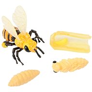 Insect Lore Life Cycle - Bee - Educational Set