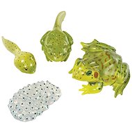 Insect Lore Životní cyklus - Žába - Educational Set