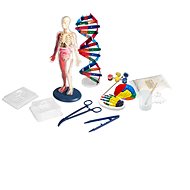 Human body - Experiment Kit
