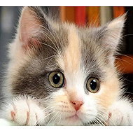 GAIRA Kitten DP886 - Diamond Painting