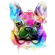Gaira Bulldog M1502 - Painting by Numbers