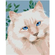 Zuty - Painting by Numbers - White Cat (Myroslava Voloschuk), 40X50 Cm, Canvas+Frame - Painting by Numbers