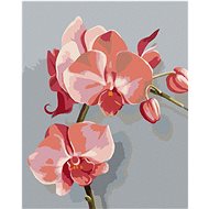 Zuty - Painting by Numbers - Pink Orchids (Myroslava Voloschuk), 40X50 Cm, Canvas+Frame - Painting by Numbers