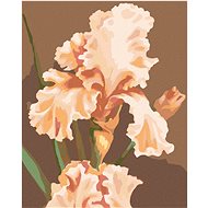 Zuty - Painting by Numbers - Pink Iris (Myroslava Voloschuk), 40X50 Cm, Canvas+Frame - Painting by Numbers
