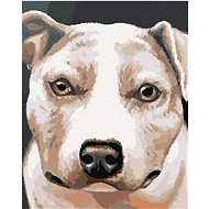 Zuty - Painting by Numbers - Pit Bull (Myroslava Voloschuk), 40X50 Cm, Canvas+Frame - Painting by Numbers