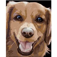 Zuty - Painting by Numbers - Golden Retriever (Myroslava Voloschuk), 40X50 Cm, Canvas+Frame - Painting by Numbers