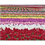 Zuty - Painting by Numbers - Field of Tulips (Dennis Frates), 40X50 Cm, Canvas+Frame - Painting by Numbers