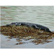 Zuty - Painting By Numbers - Alligator Lying On Grass In Water (D. Rusty Rust), 40X50 Cm, Canvas+Fra - Painting by Numbers
