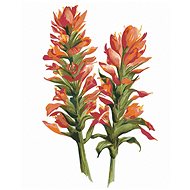 Zuty - Painting by Numbers - Flower With Red Flowers (Alexandria Gilbert), 40X50 Cm, Canvas+Frame - Painting by Numbers
