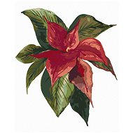 Zuty - Painting by Numbers - Poinsettia Flower (Alexandria Gilbert), 40X50 Cm, Canvas+Frame - Painting by Numbers