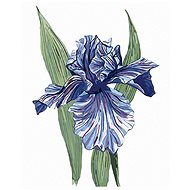 Zuty - Painting by Numbers - One Purple Iris (Alexandria Gilbert), 40X50 Cm, Canvas+Frame - Painting by Numbers