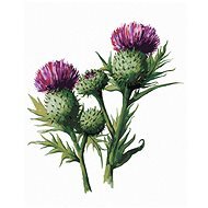 Zuty - Painting by Numbers - Thistle With Flower (Alexandria Gilbert), 40X50 Cm, Canvas - Painting by Numbers