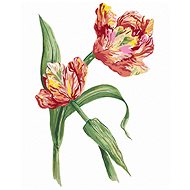 Zuty - Painting by Numbers - Tulip (Alexandria Gilbert), 40X50 Cm, Canvas+Frame - Painting by Numbers