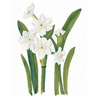 Zuty - Painting by Numbers - White Daffodils (Alexandria Gilbert), 40X50 Cm, Canvas+Frame - Painting by Numbers