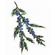 Zuty - Painting by Numbers - Juniper Branch (Alexandria Gilbert), 40X50 Cm, Canvas+Frame - Painting by Numbers