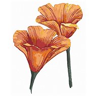 Zuty - Painting by Numbers - California Poppies (Alexandria Gilbert), 40X50 Cm, Canvas+Frame - Painting by Numbers