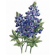 Zuty - Painting by Numbers - Blue Flowers of Wolf Bob (Alexandria Gilbert), 40X50 Cm, Canvas+Frame - Painting by Numbers
