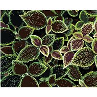 Zuty - Painting by Numbers - Green and Red Leaves, 40X50 Cm, Canvas+Frame - Painting by Numbers