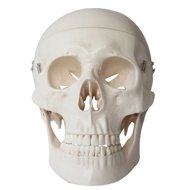 Deren Scientific Skull - Anatomy Model