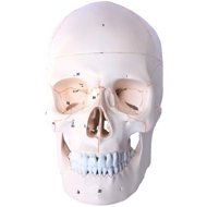 Deren Scientific Skull numbered - Anatomy Model