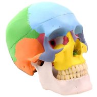 Deren Scientific Skull coloured - Anatomy Model