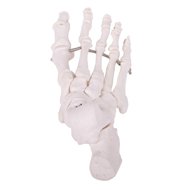 Deren Scientific Leg bones - Anatomy Model