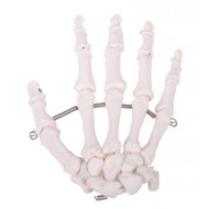 Deren Scientific Bones of the hand - Anatomy Model