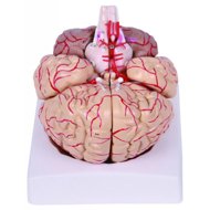 Deren Scientific Brain with arteries and nerves - Anatomy Model