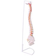 Deren Scientific Flexible Spine - Anatomy Model