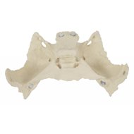 Deren Scientific Os sphenoidale - Anatomy Model