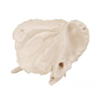 Deren Scientific Os temporale - Anatomy Model