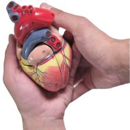 Deren Scientific Heart - Anatomy Model
