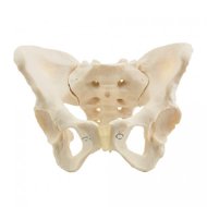 Deren Scientific Female Frying Pan - Anatomy Model