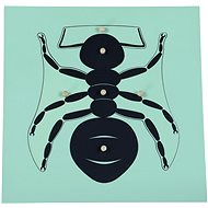 Moyo Montessori: Puzzle - ant - Educational Set
