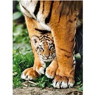 Puzzle 500 bengáli tigriskölyök - Puzzle