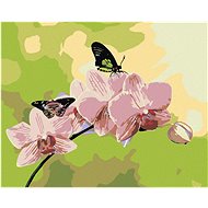 Painting by numbers - Orchid with butterflies, 50x40 cm, stretched canvas on frame - Painting by Numbers