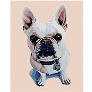 Painting by numbers - White bulldog with blue collar, 40x50 cm, stretched canvas on frame - Painting by Numbers