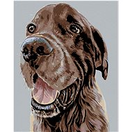 Painting by Numbers - Beautiful Brown Setter, 40x50 cm, stretched canvas on frame - Painting by Numbers