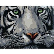 Painting by Numbers - Head of a White Tiger, 50x40 cm, stretched canvas on frame - Painting by Numbers