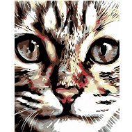 Painting by Numbers - Mourovaté kitten, 40x50 cm, stretched canvas on frame - Painting by Numbers